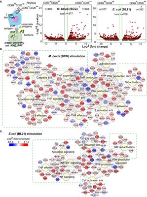 Comparative transcriptomes reveal pro-survival and cytotoxic programs of mucosal-associated invariant T cells upon Bacillus Calmette–Guérin stimulation